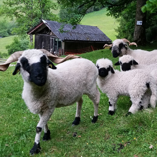 Walliser Schwarznasenschafe