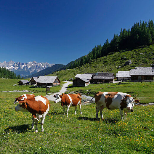 Kühe auf der Alm